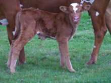 over easy's bull calf