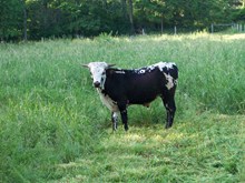 KnS  BULL CALF 