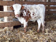  dot's bull calf 