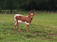 ALLIE GATOR ~ HEIFER CALF