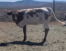 QMB Clear Angel Dream