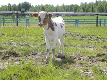2/14 heifer calf