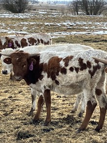 Dusty Rose 23 Heifer