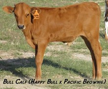 Pacific brownie's bull