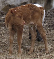 CRR Pat Garrett X CRR Freckles Playgirl Heifer