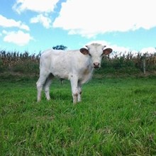 LADY GAGA 'S BULL CALF