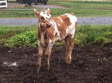 LADY GAGA BULL CALF